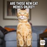60 Hilarious Cat Memes You Will Laugh at Every Time