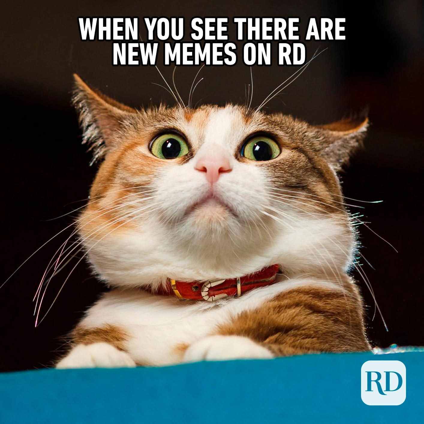45 Funny Animal Memes | Reader's Digest