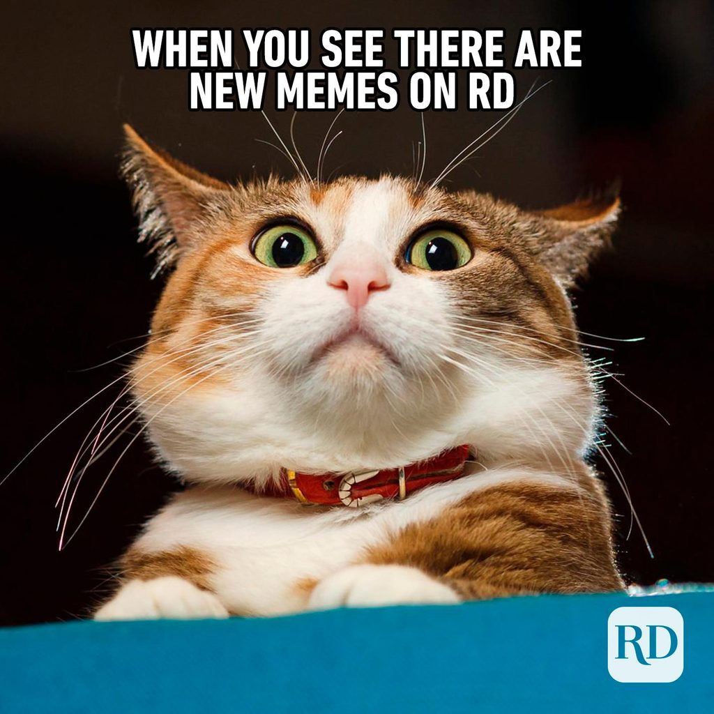40 Funny Animal Memes Readers Digest