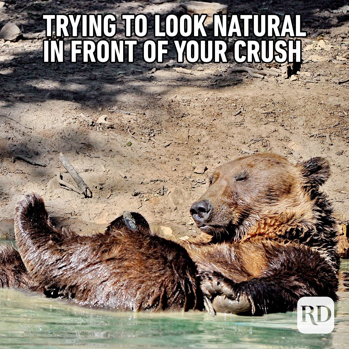 45 Funny Animal Memes Reader's Digest