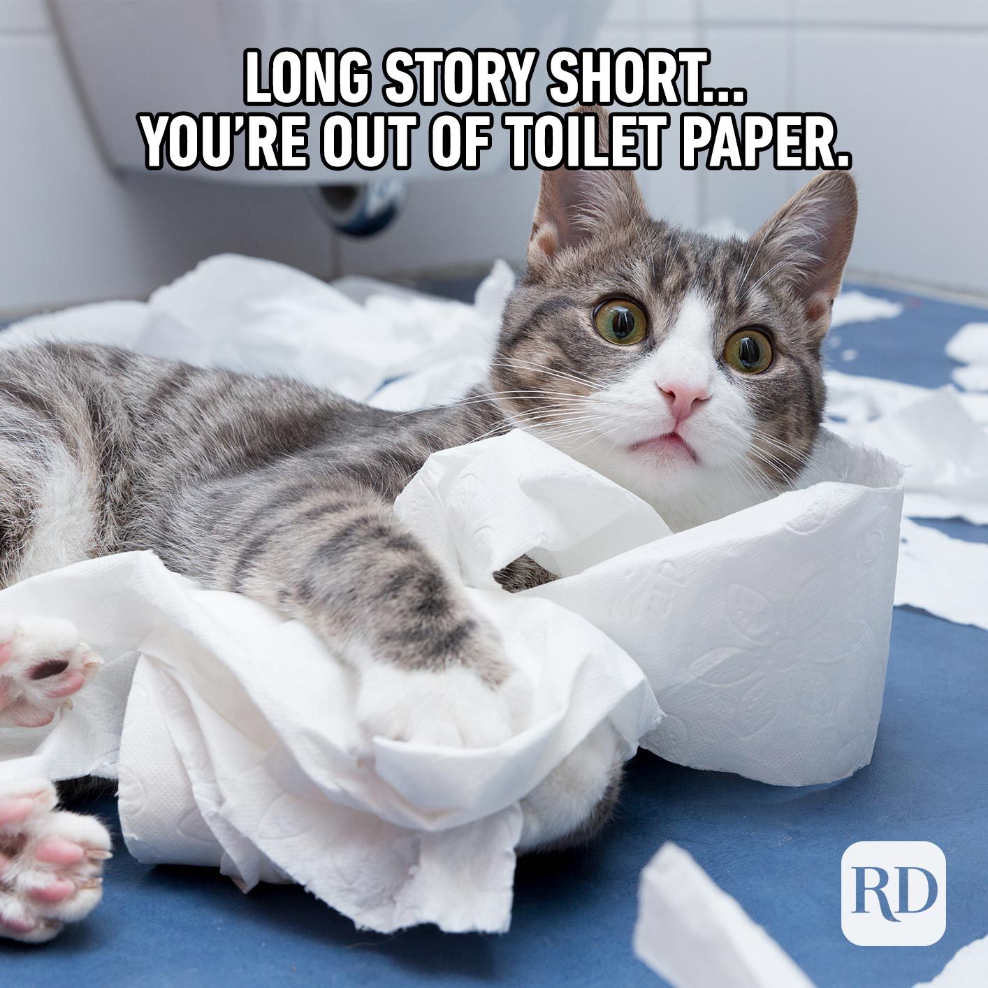 45 Cat Memes You Ll Laugh At Every Time Reader S Digest