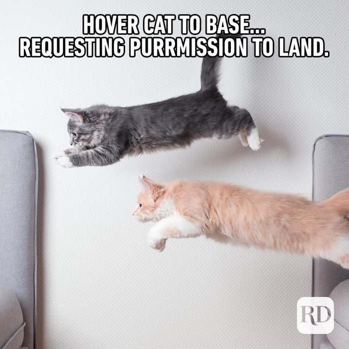 60 Cat Memes You'll Laugh at Every Time | Reader's Digest