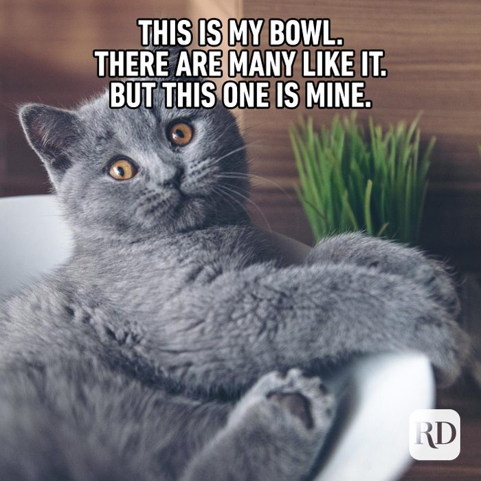 60 Cat Memes You'll Laugh at Every Time | Reader's Digest