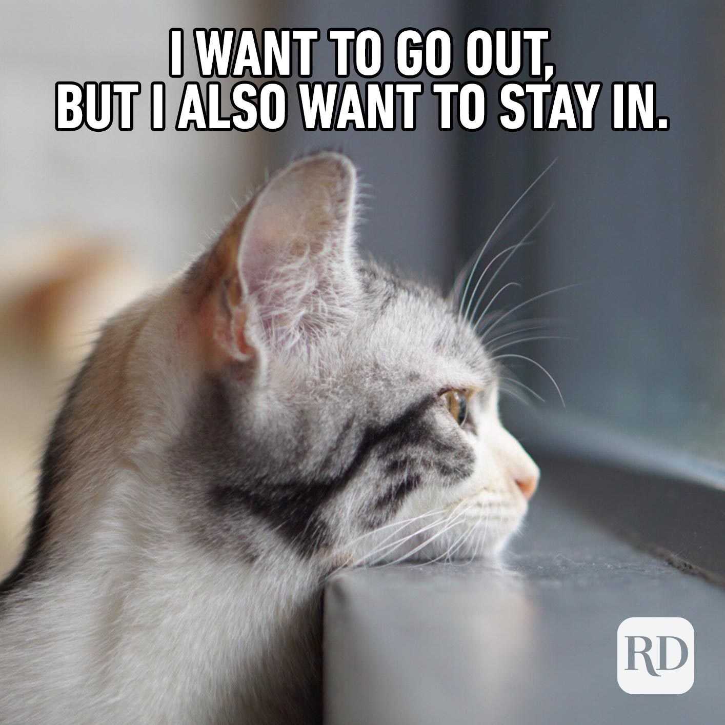 45 Cat Memes You Ll Laugh At Every Time Reader S Digest