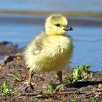 13 Super Cute Photos of Baby Birds You Need to See