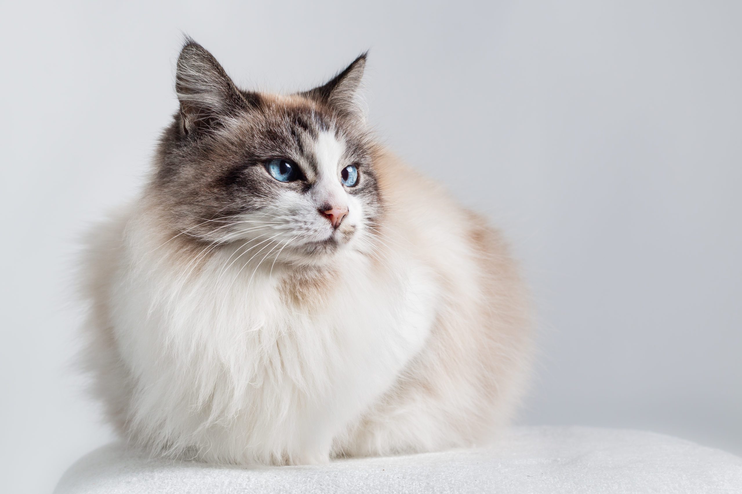 Long hair domestic cat - Ragdoll.