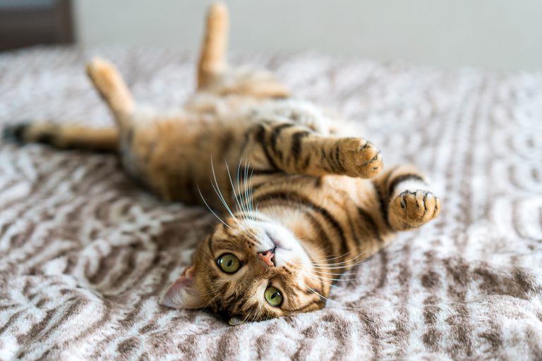 Cat Declawing Pros, Cons, and Safer Alternatives Reader's Digest