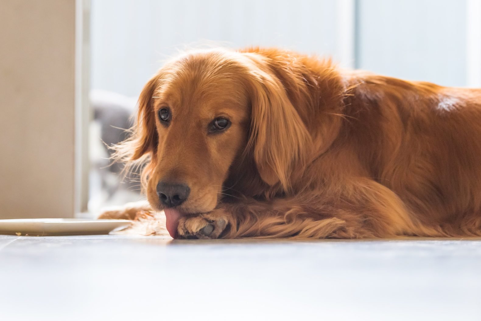 Why Do Dogs Lick Their Paws? | Reader&#39;s Digest