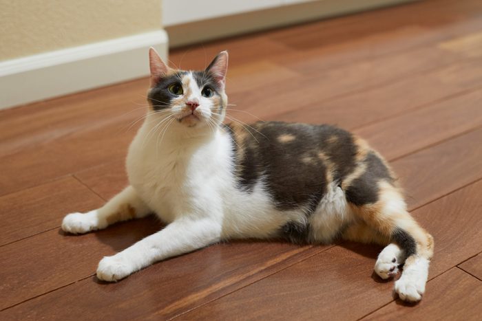A playful manx calico cat