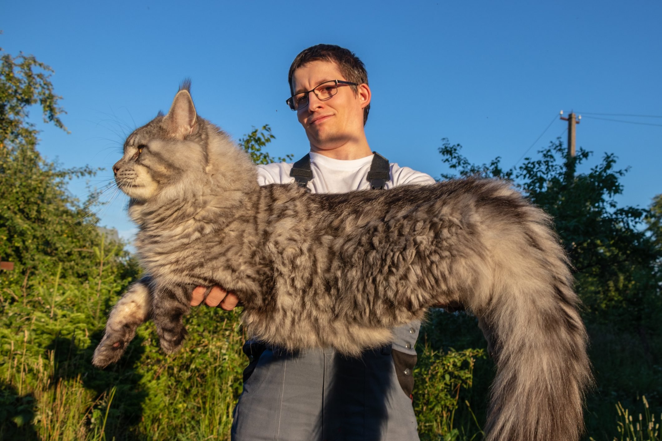 A man wearing glasses and overalls is holding a huge, gray Maine Coon cat
