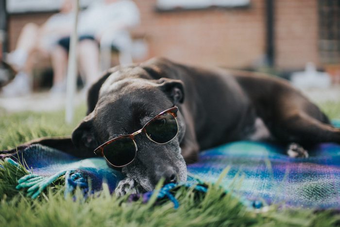 large black dog wearing sunglasses laying on a towel in the grass on a summer day
