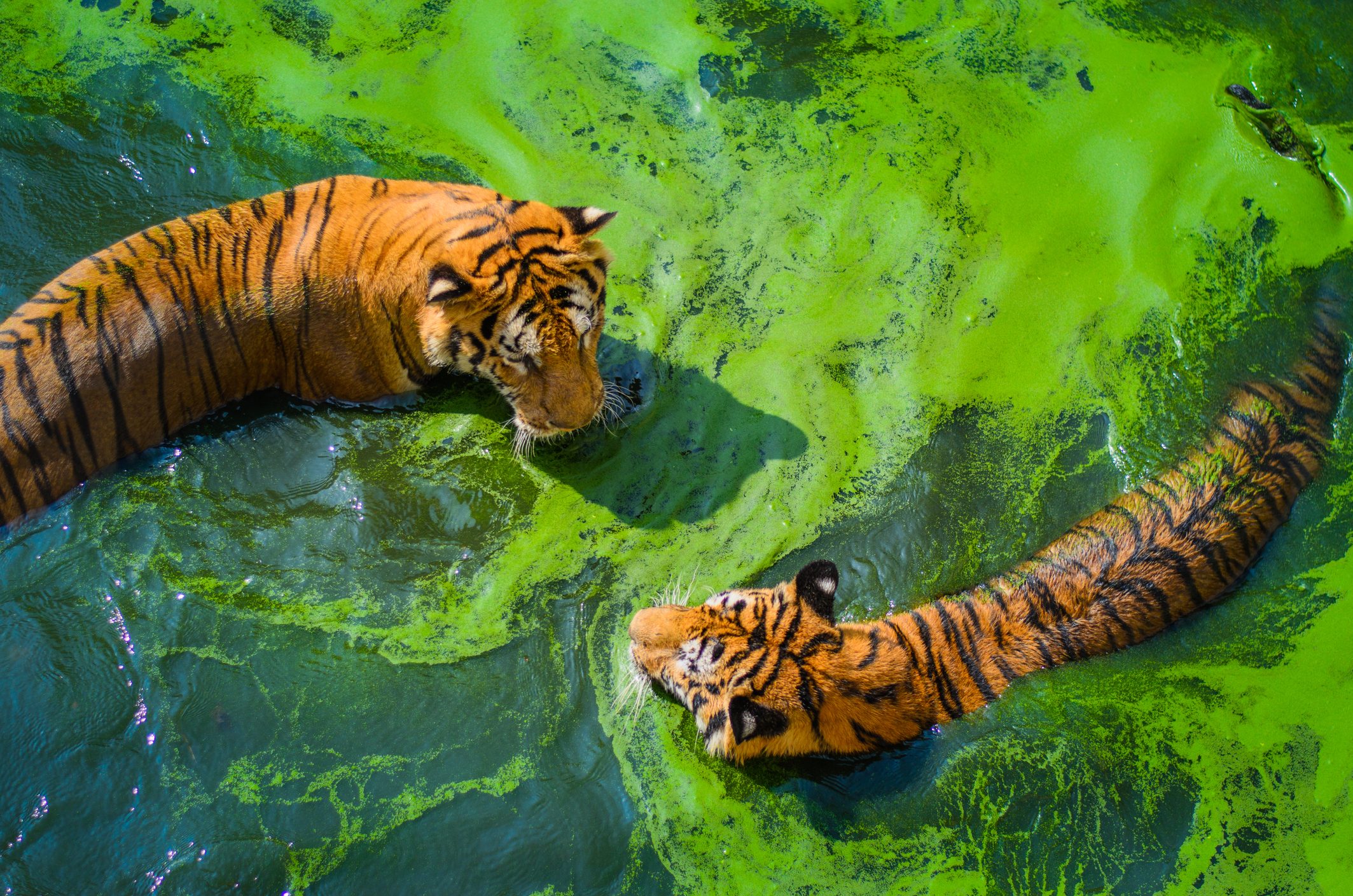 High Angle View Of Tigers In Swamp At Forest
