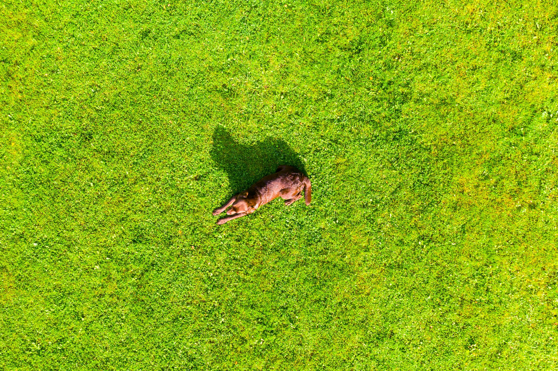 Aerial view a brown labrador is lying down a grass field. Cute Chocolate Labrador Retriever in green lawn summer park. Above view from a drone.