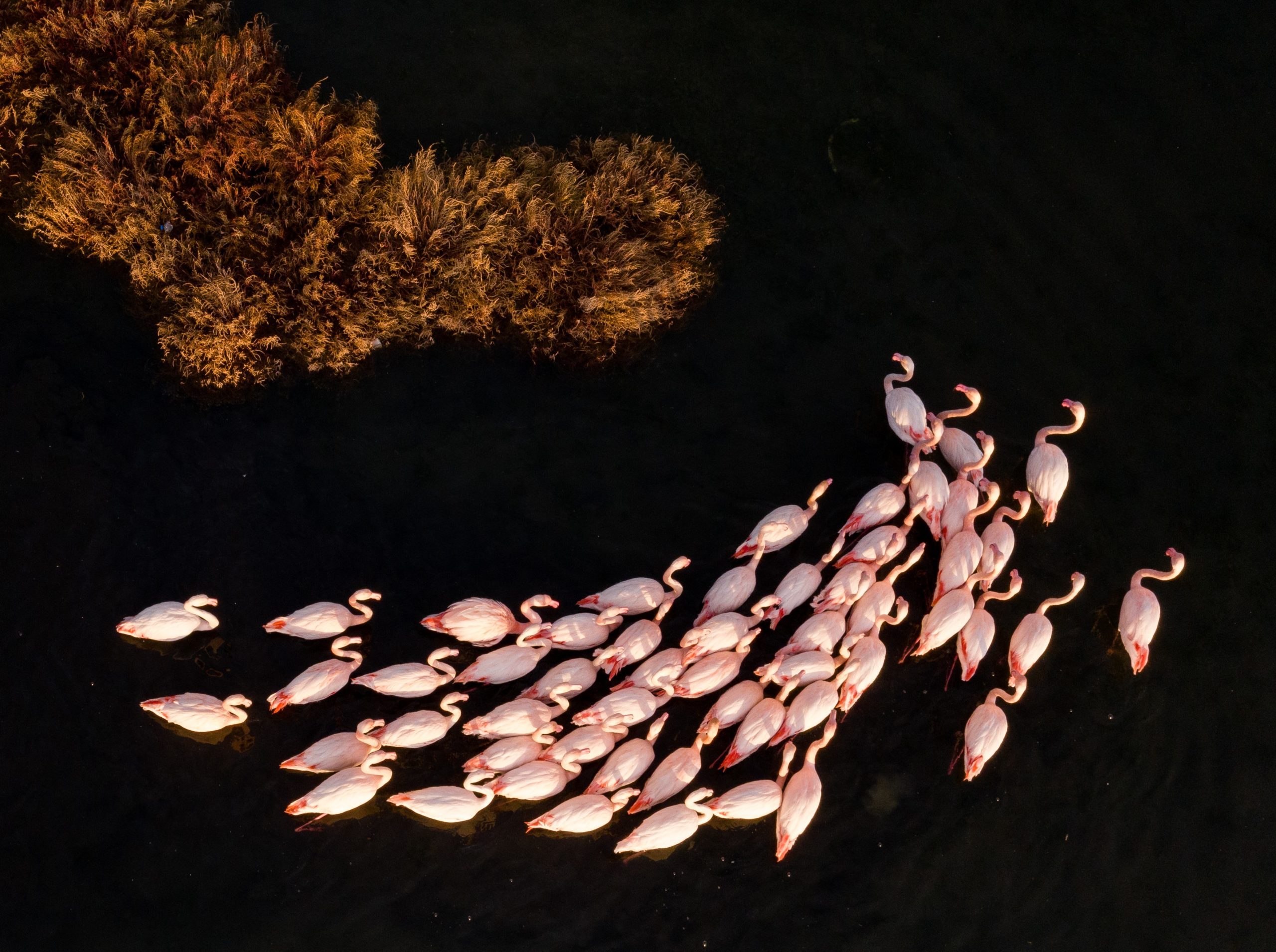 Flamingos in Turkey's Izmir