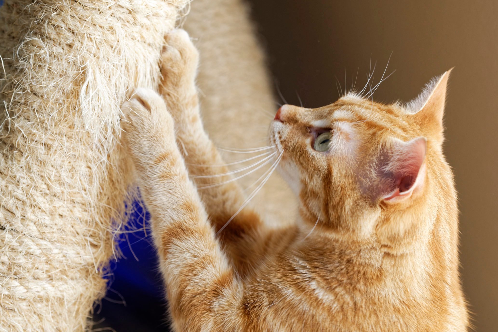 Cat Declawing: Pros, Cons, and Safer Alternatives | Reader's Digest