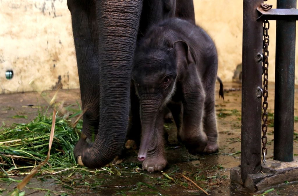 Elephant cub named COVID in Indonesia