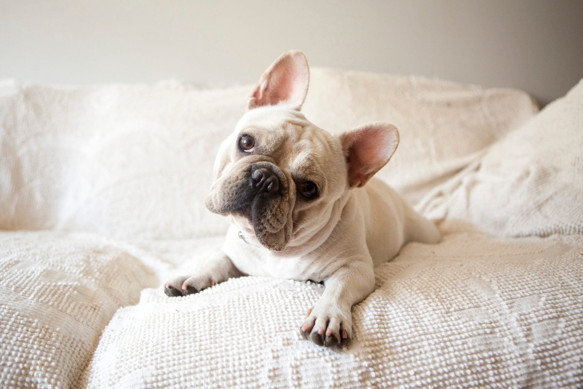 Usa, New York State, New York City, Portrait of French Bulldog lying down on sofa