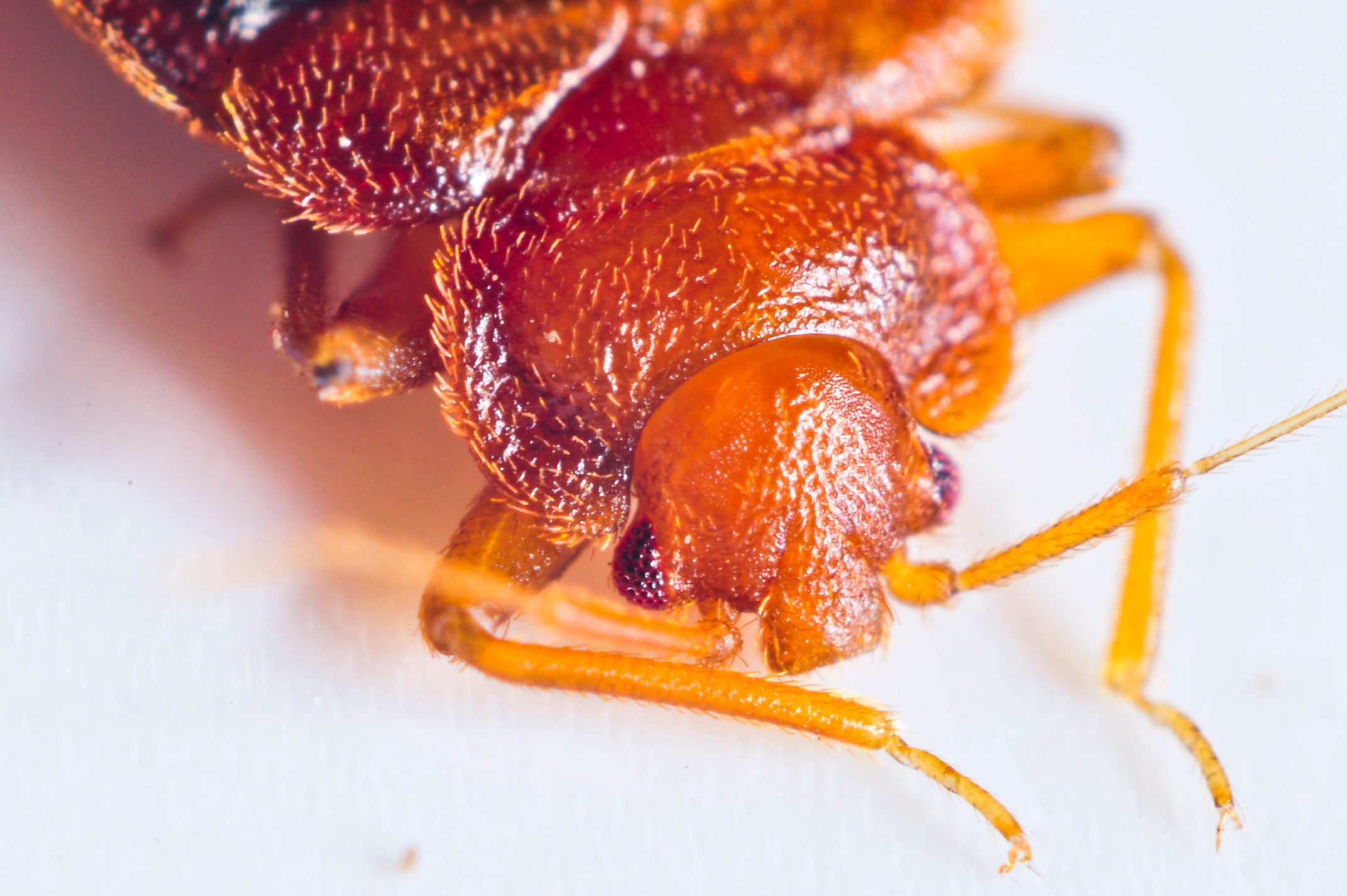 Bedbug close up