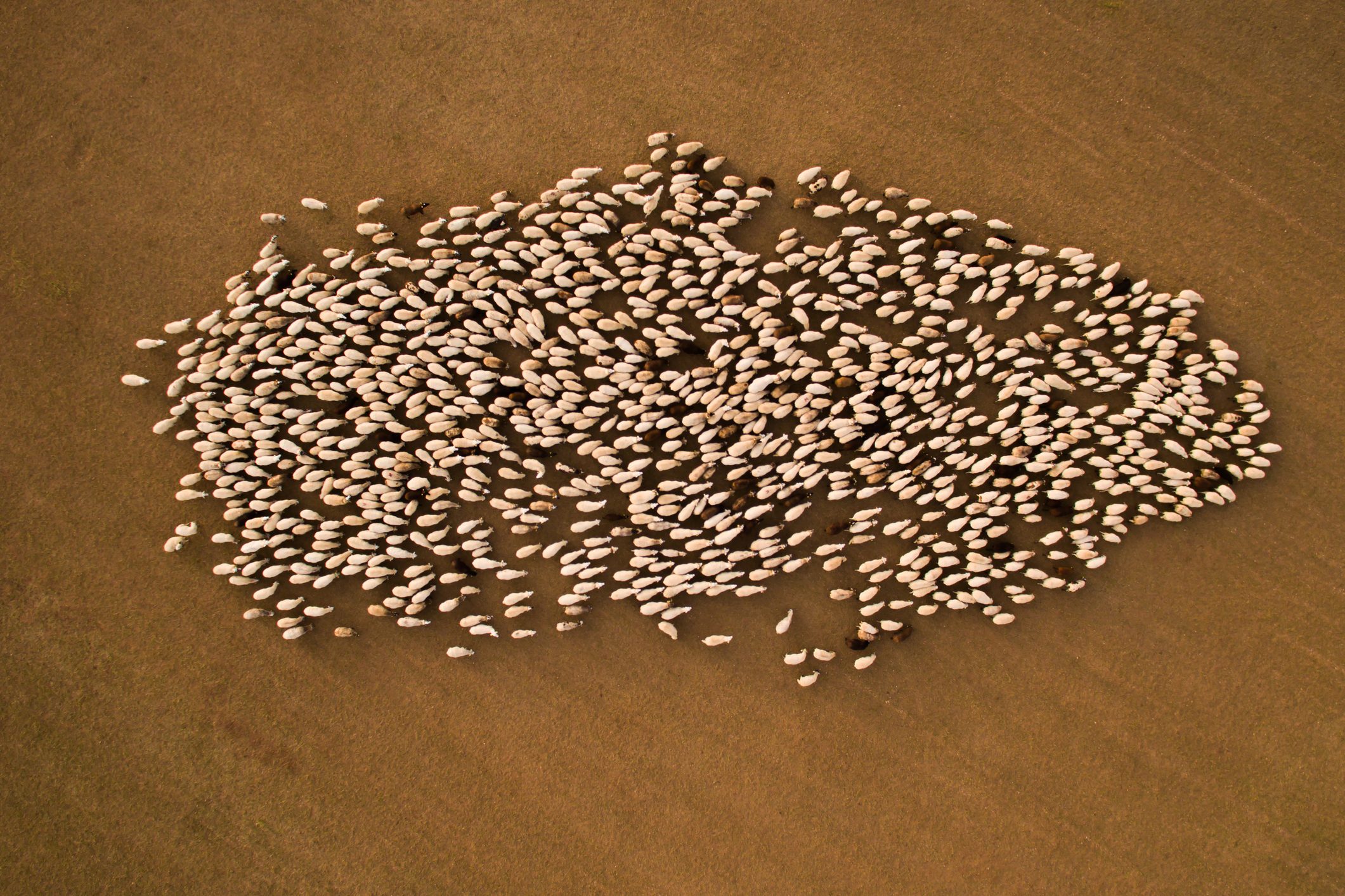 Aerial view of a pack of sheeps in the fields creating a nice shape.