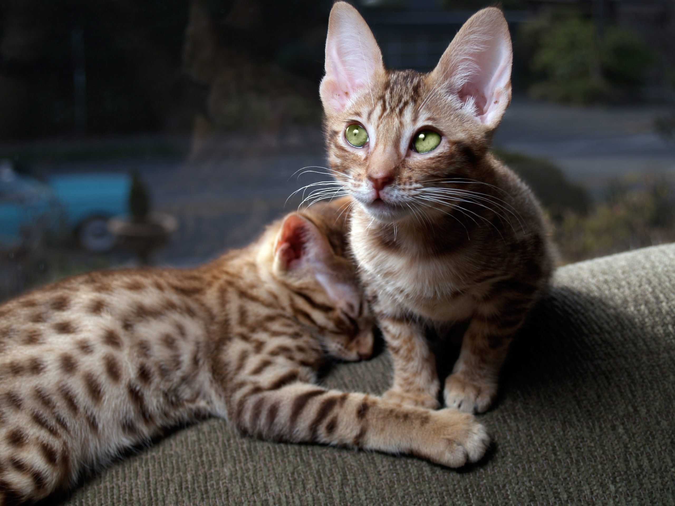 7 Large Domestic Cat Breeds That Make for Affectionate Companions