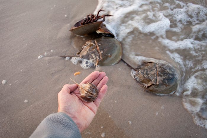 Horseshoe crabs spawn high tide hand holds molted shell Delaware