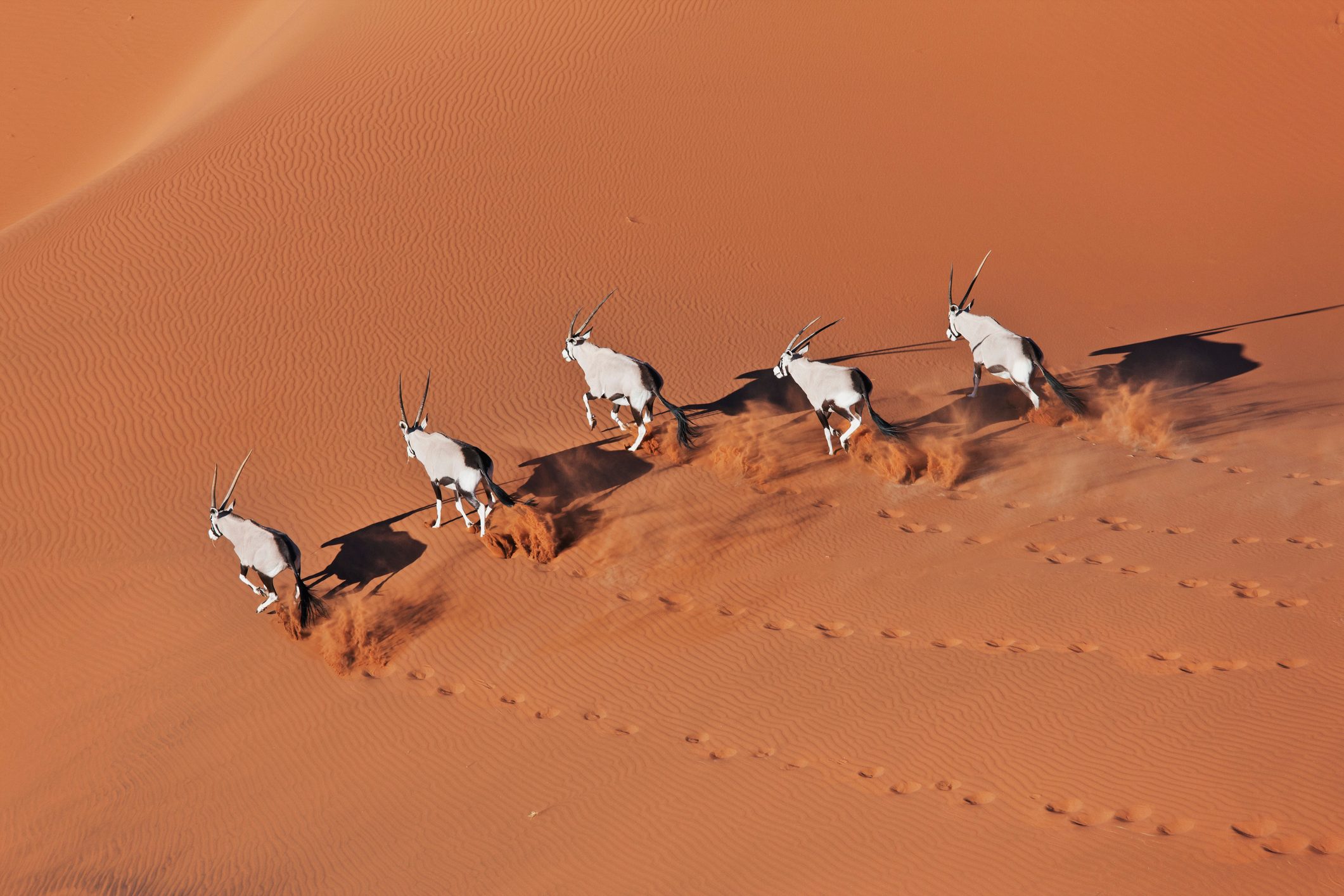 Gemsboks running over sand dune