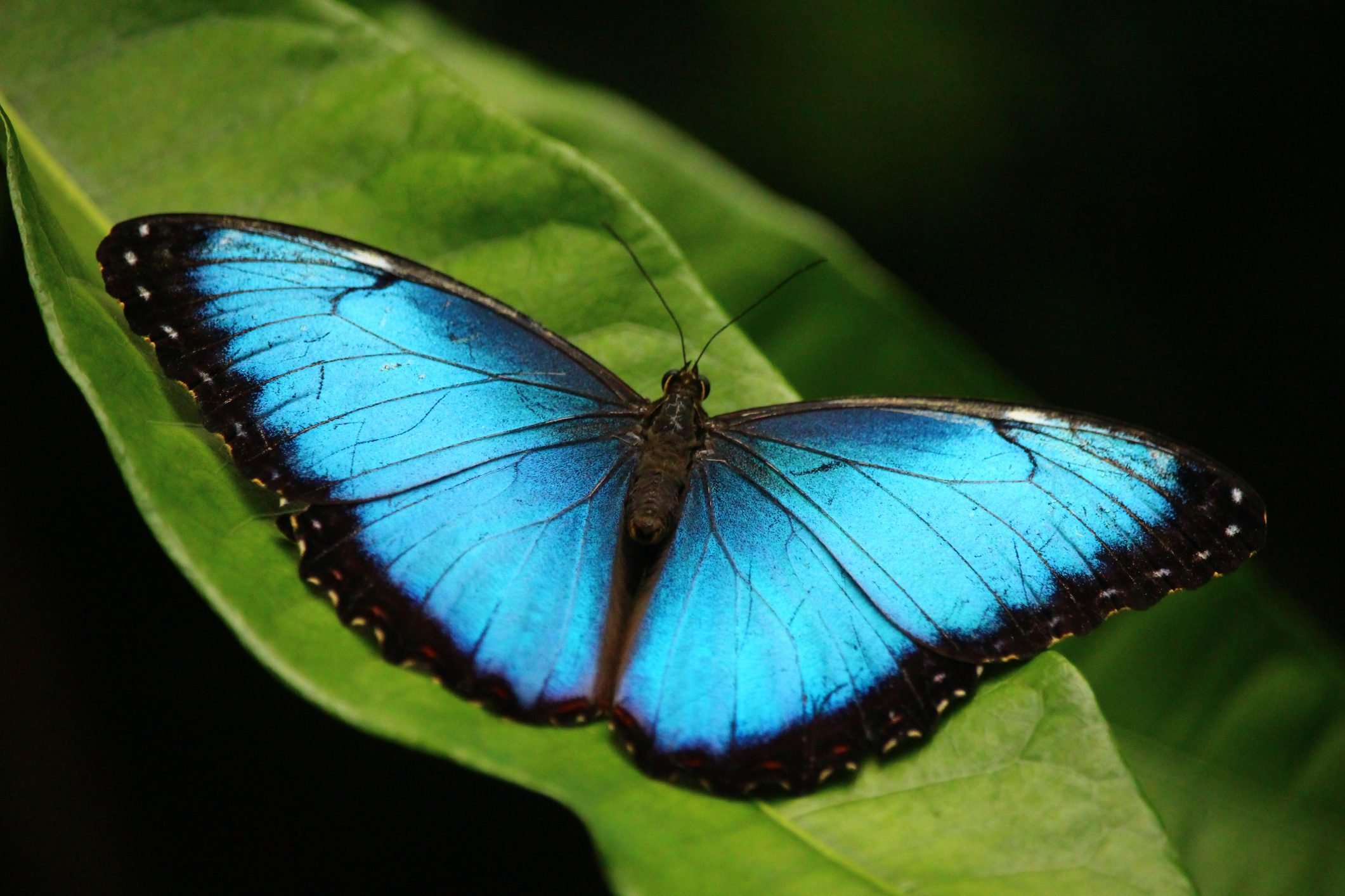 High Angle View Of Blue Morpho Butterfly On Plant