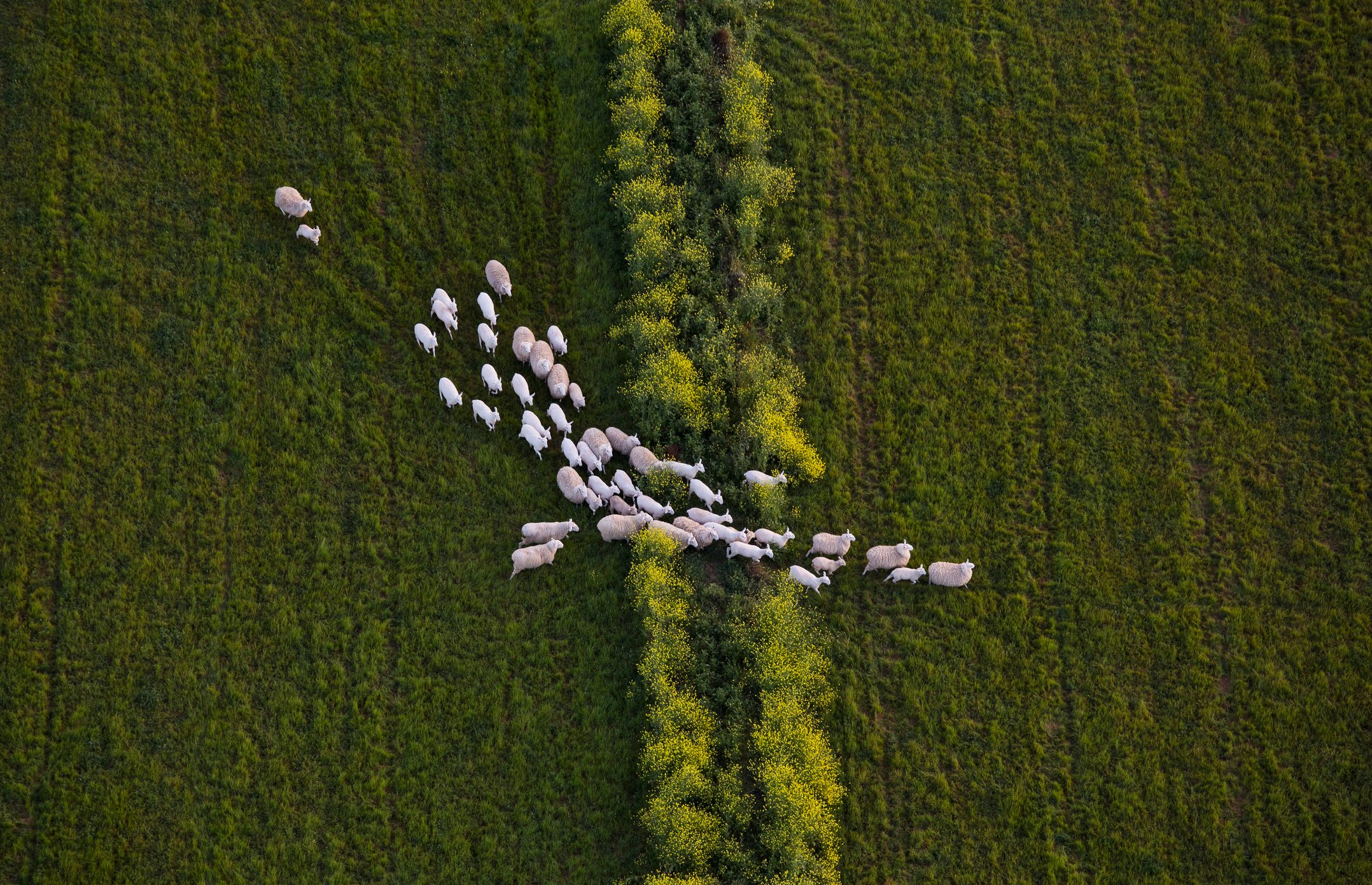 Directly above shot of sheep walking on grassy field