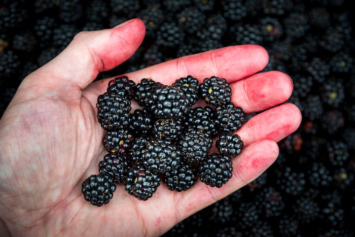 Juice stained hand holding freshly picked wild blackberries