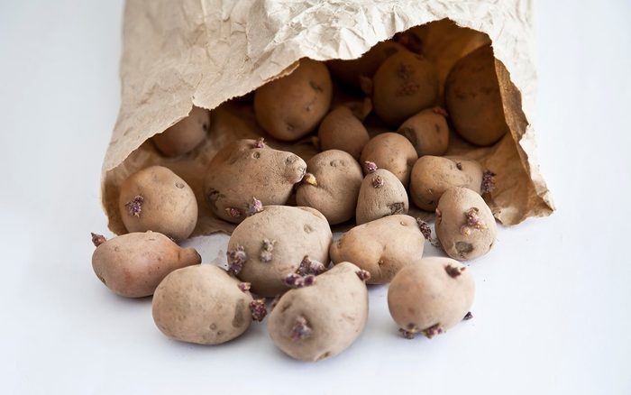 Close-up of seed potatoes spilling out of a paper bag onto a white background