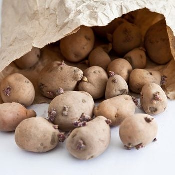 Close-up of seed potatoes spilling out of a paper bag onto a white background