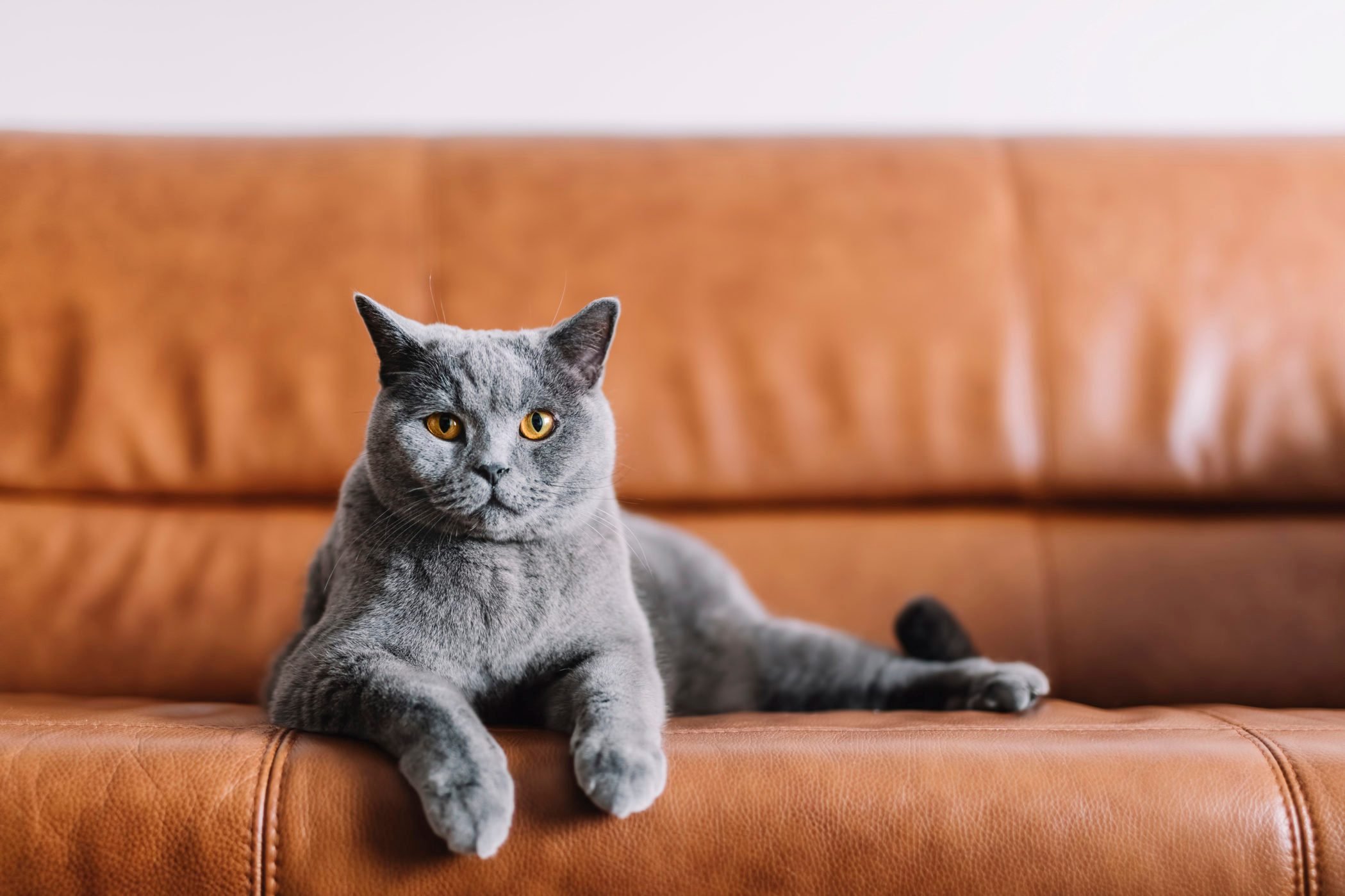 Portrait of Chartreux cat relaxing on sofa at home