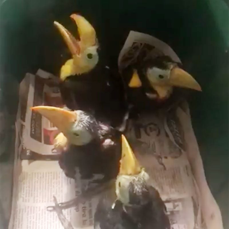 baby toucans