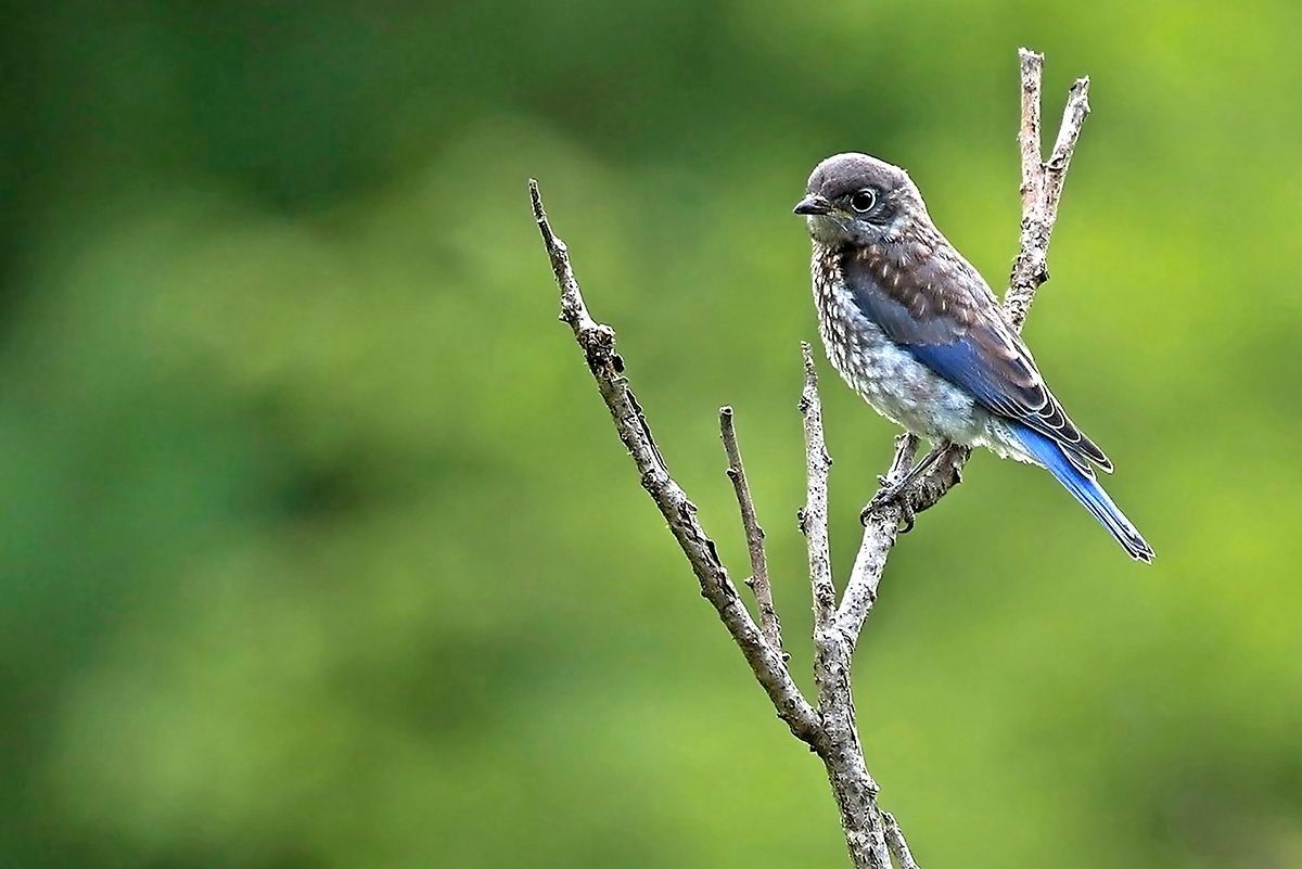Young eastern bluebird