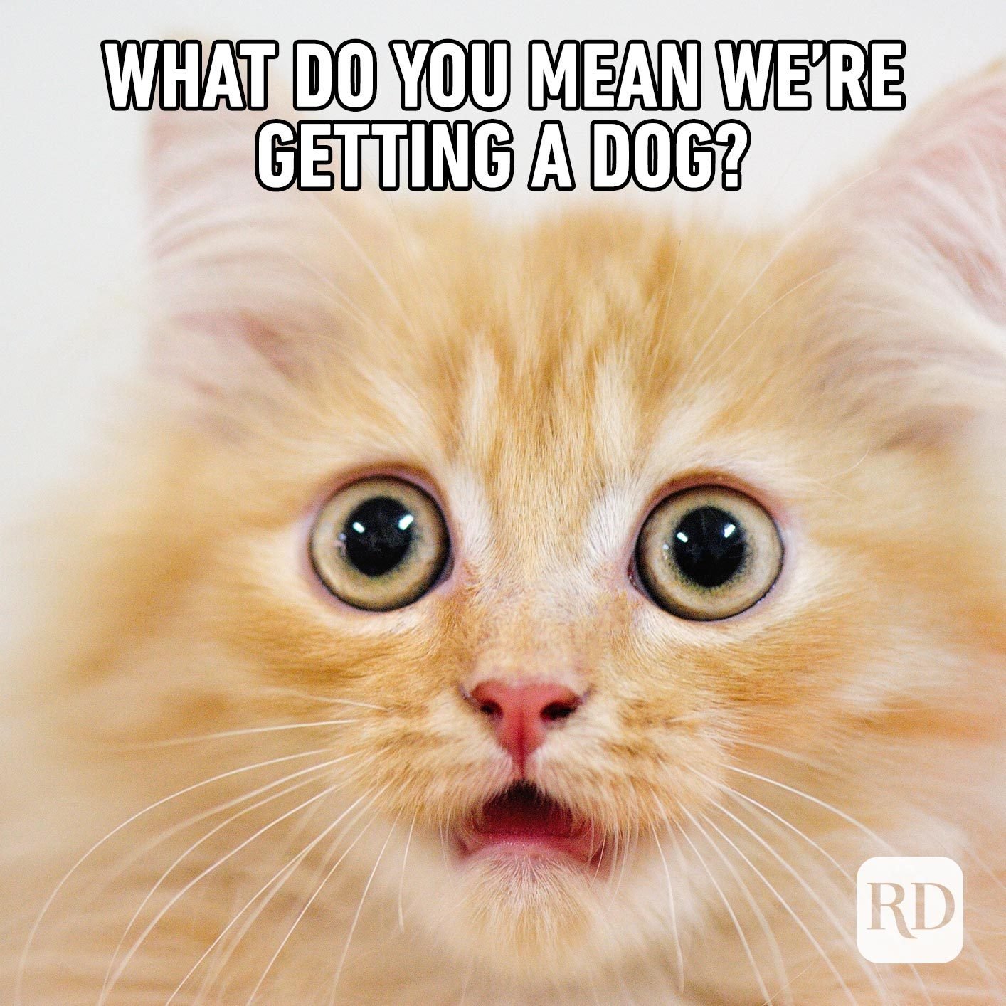 Terrified cat. Meme text: What do you mean we’re getting a dog?