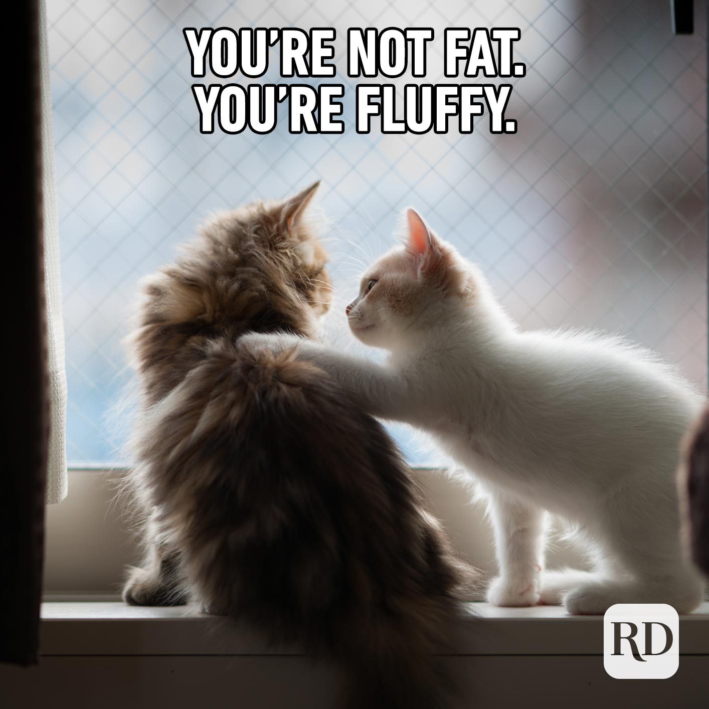 One cat putting its arm around another cat. Meme text: You’re not fat. You’re fluffy.