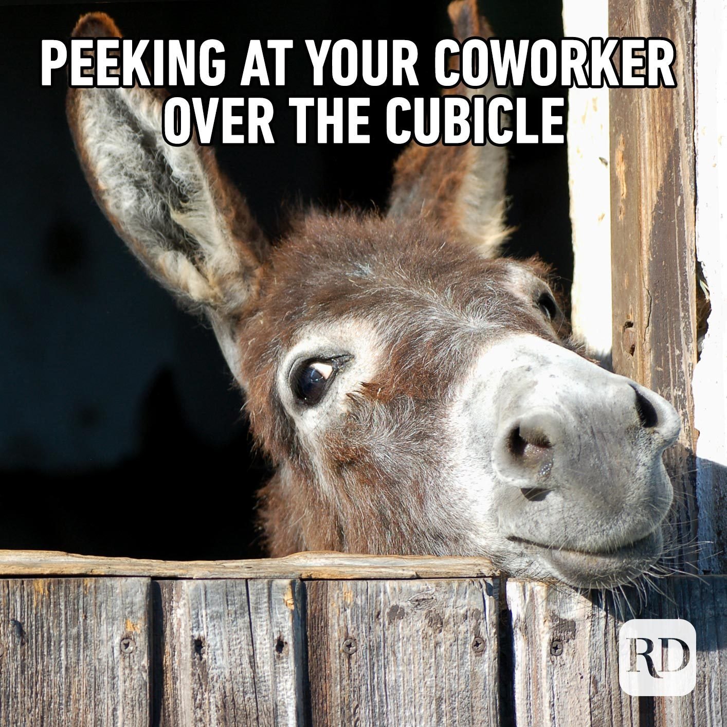 Donkey peeking out of stall. Meme text: Peeking as your coworker over the cubicle