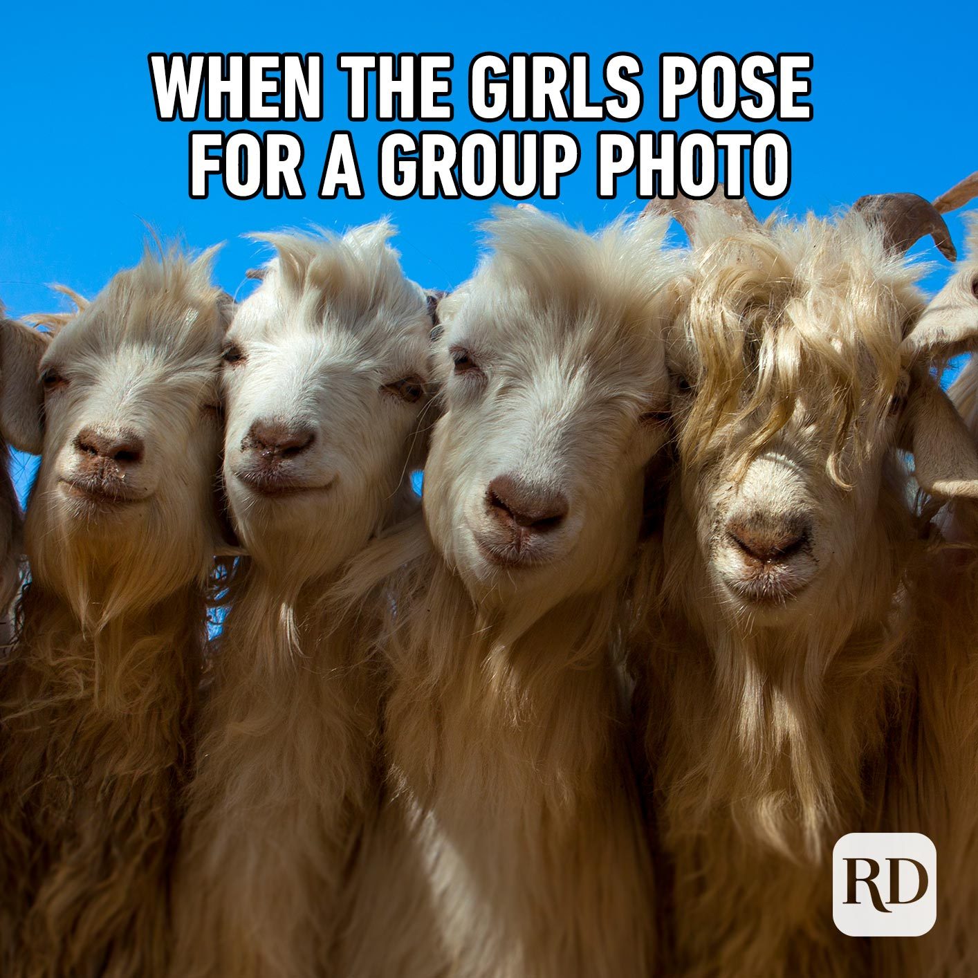 Goats gathering close. Meme text: When the girls pose for a group photo