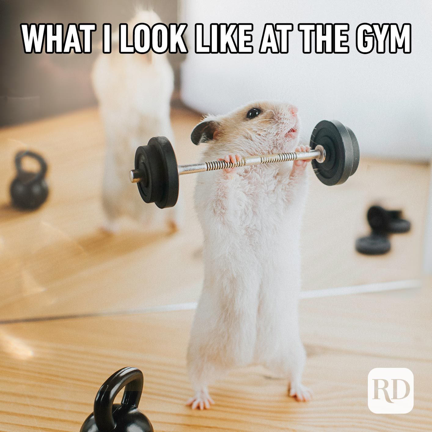 Mouse lifting weight. Meme text: What I look like at the gym