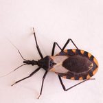 What Is the Deadly Kissing Bug?