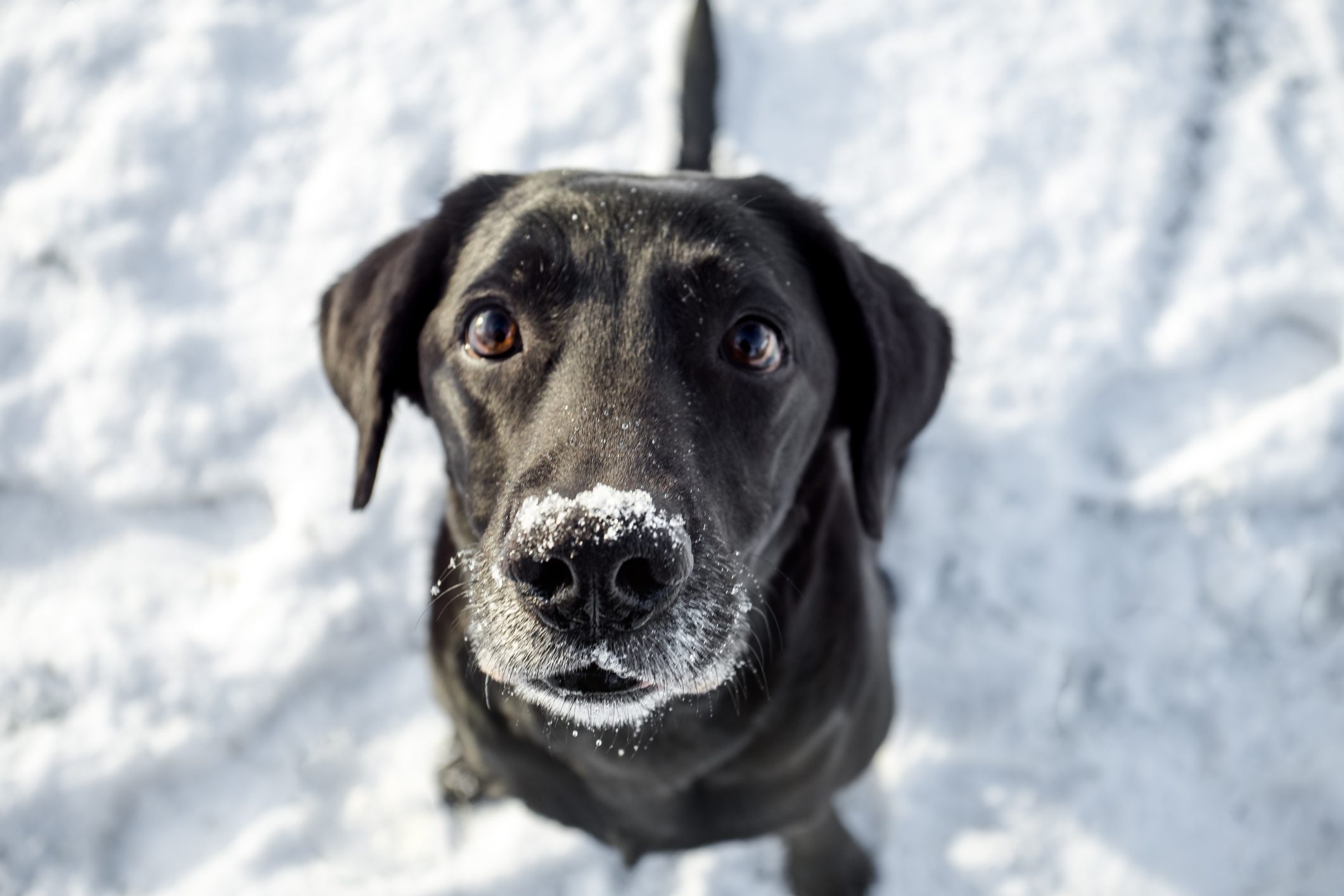 Labrador Sitting In Snow