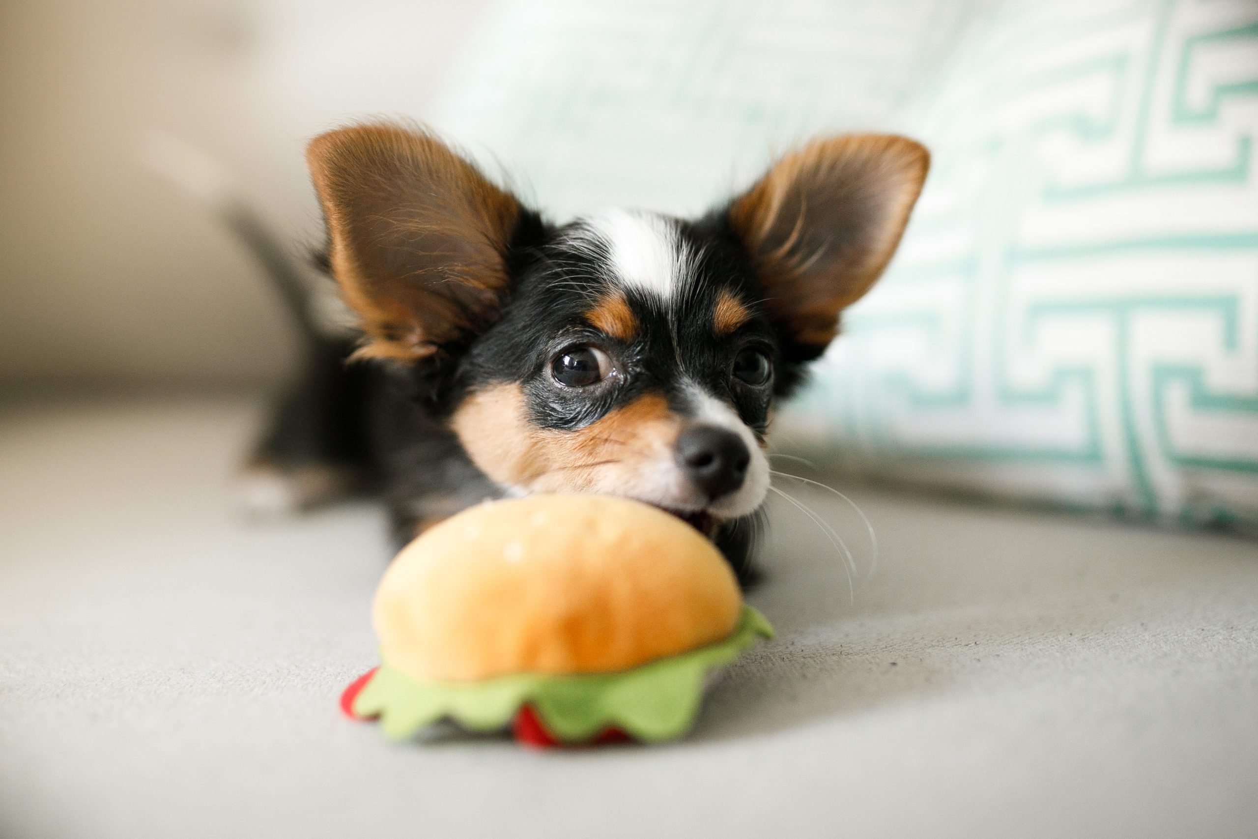 Chihuahua puppy playing with sandwich toy