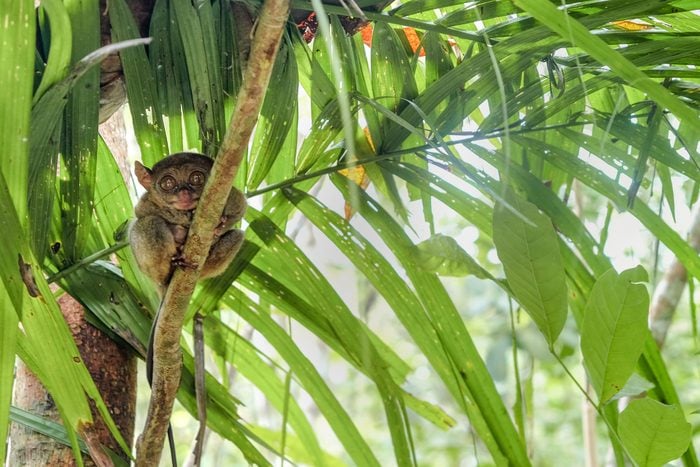 Philippine tarsier - world smallest primate