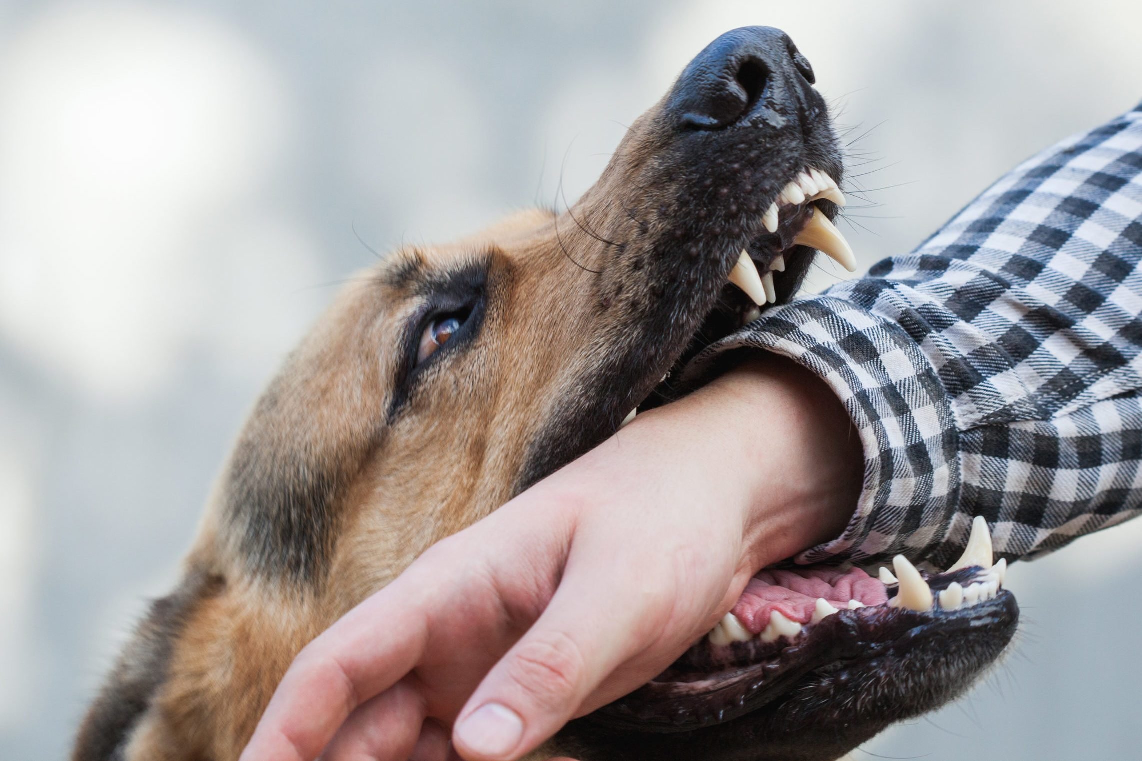 One German shepherd bites a man by the hand. Training and breeding thoroughbred dogs.