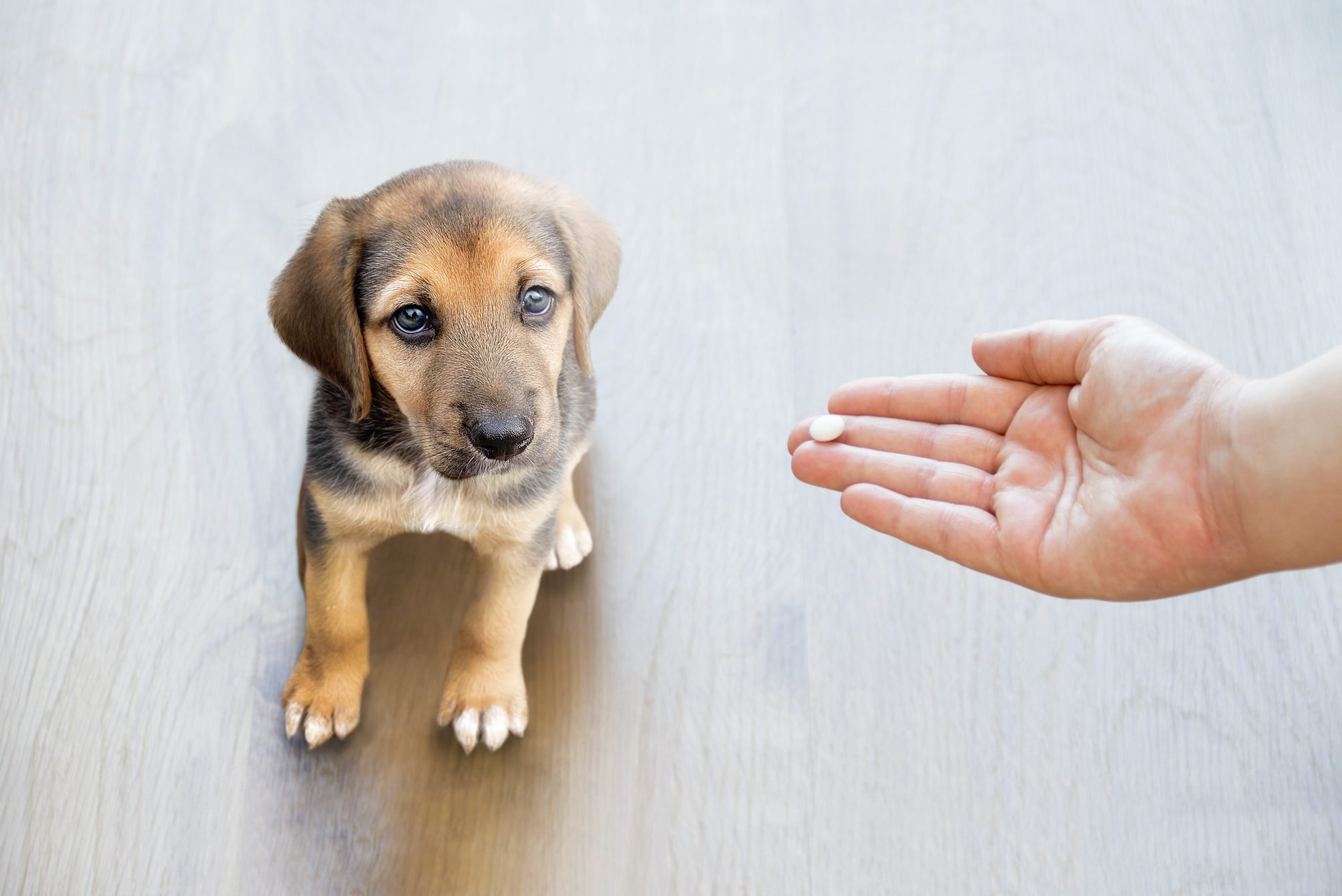 26 Can You Give A Dog Ibuprofen Lawand Biodigest