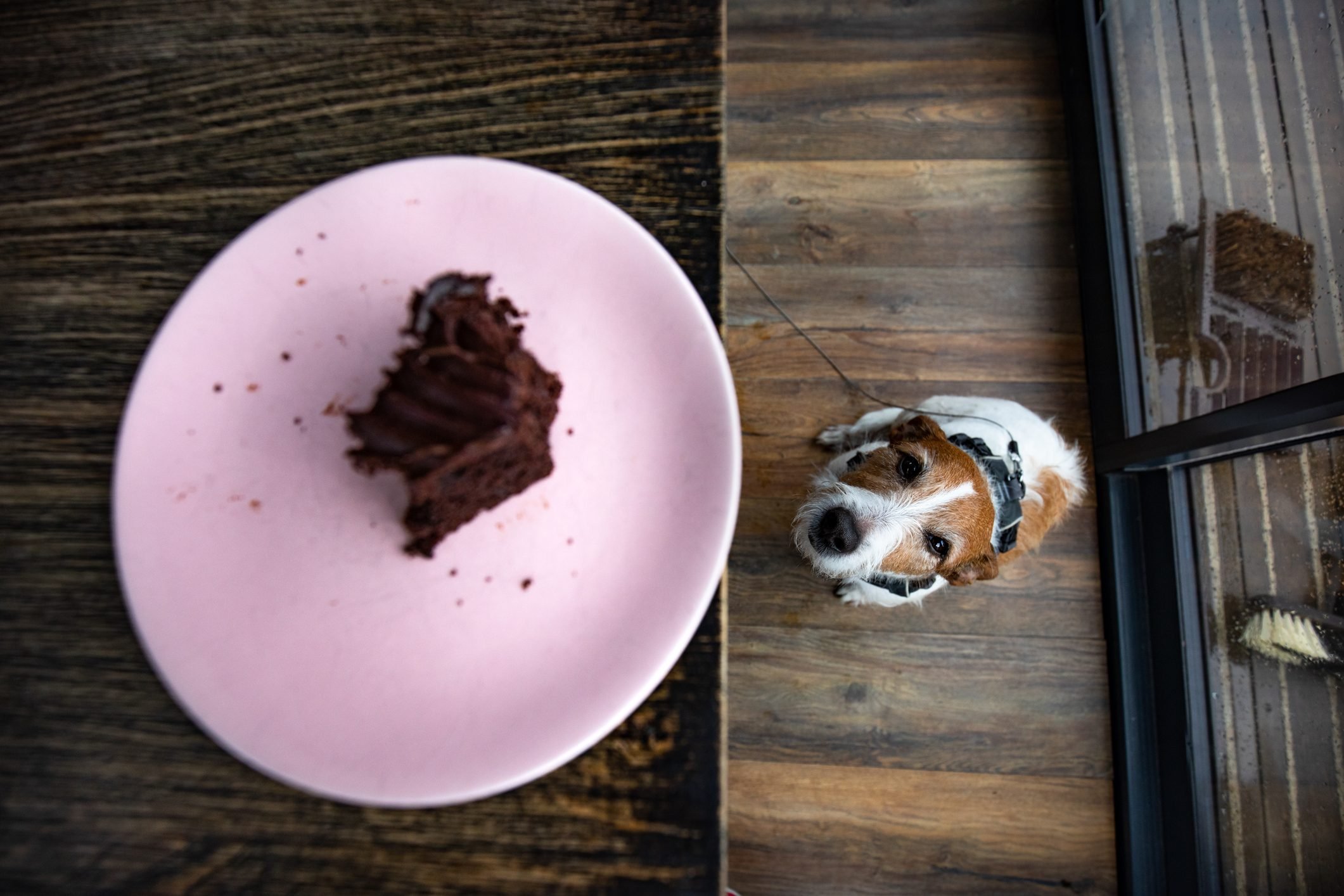 Dog in a cafe, and a piece of chocolate cake