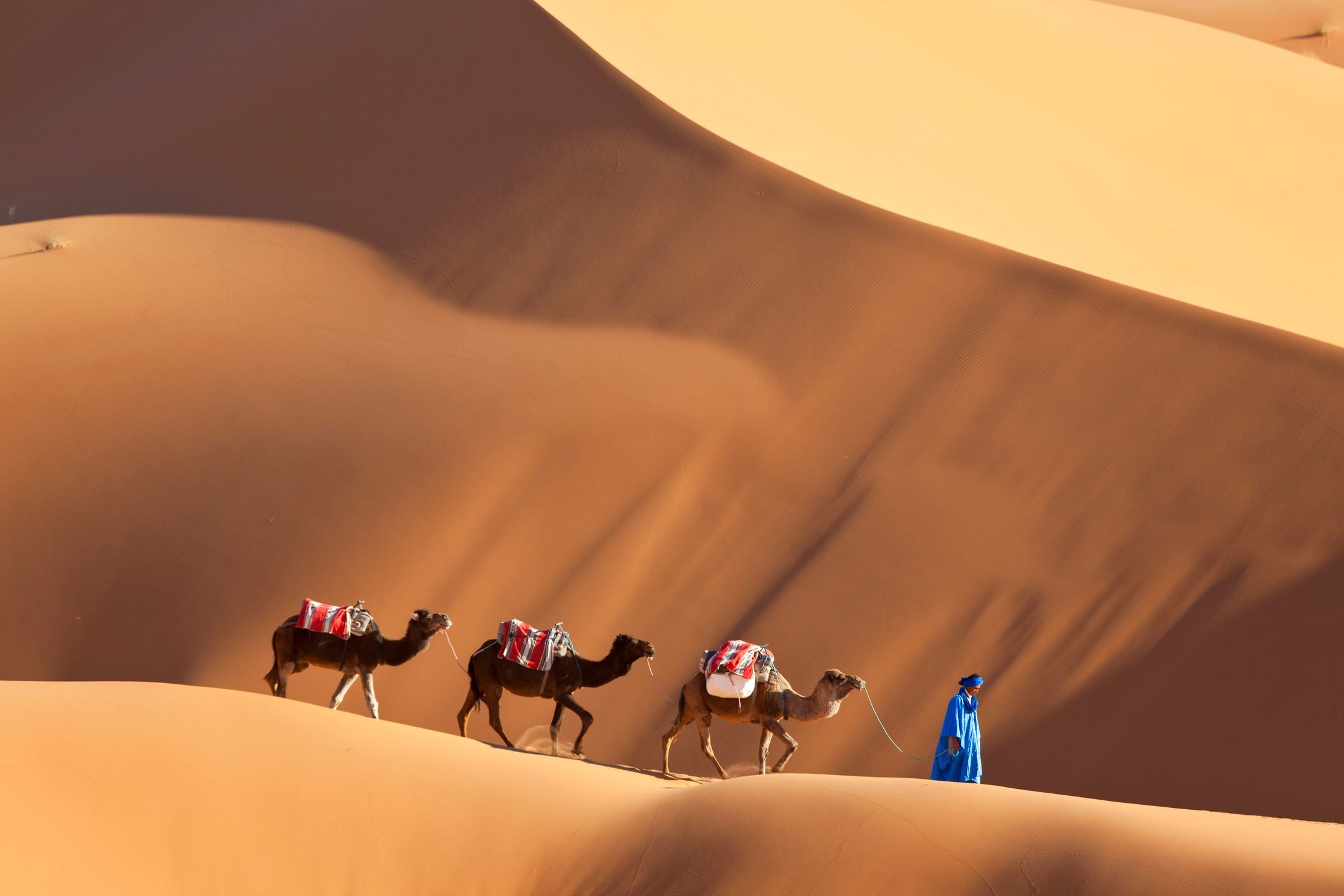 Camels & Dunes, Erg Chebbi, Sahara Desert, Morocco