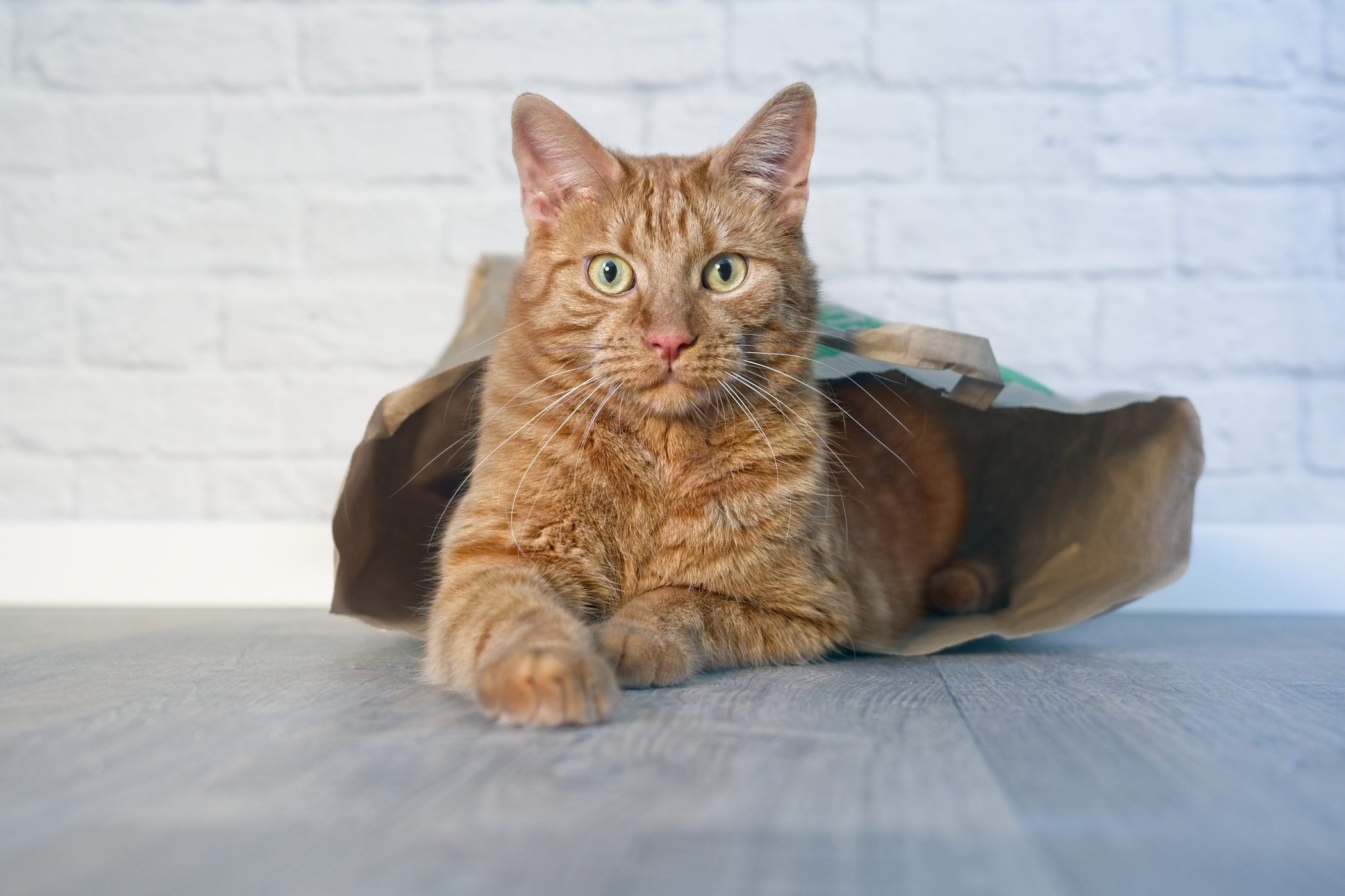 Ginger Cat In A Paper Bag Looking Curious To The Camera.