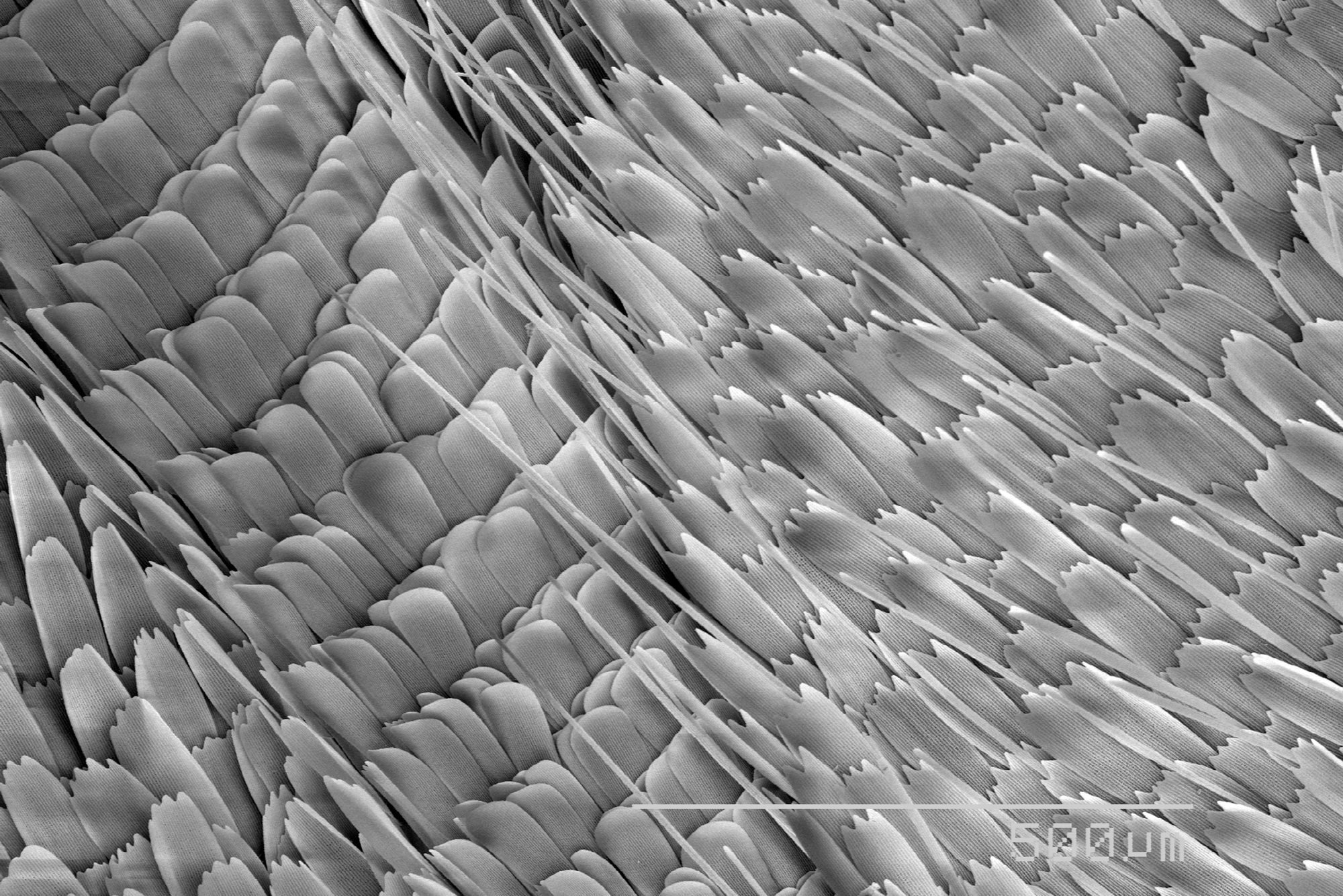 SEM Micrograph of a butterfly scales