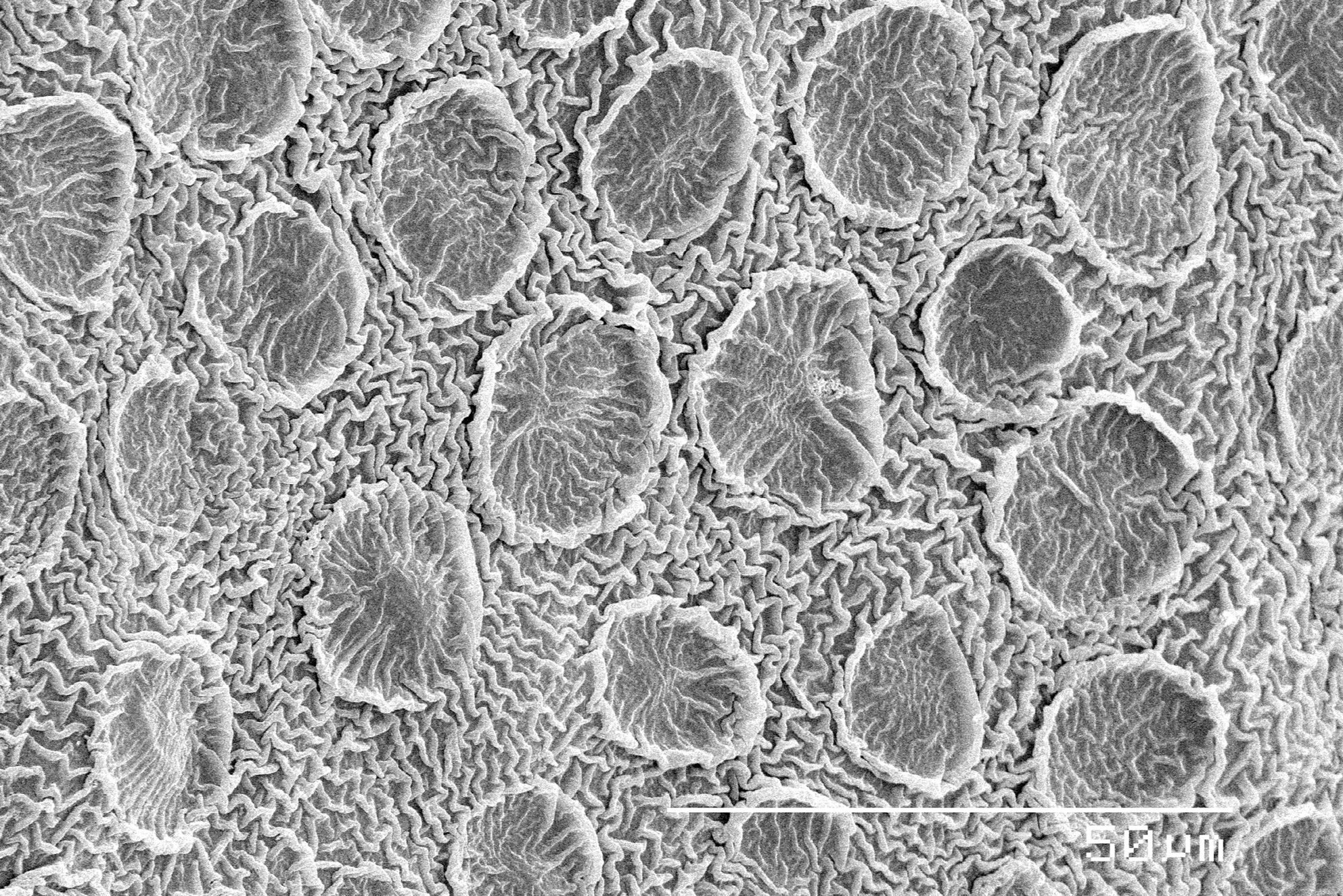 SEM Micrograph of a glands on rose petal